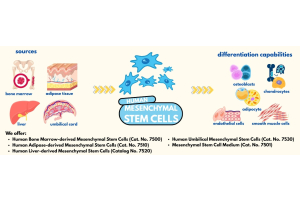 Human Mesenchymal Stem Cells